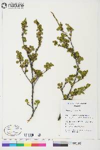 Betula glandulosa image