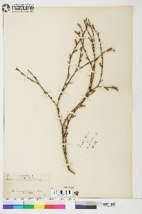 Betula glandulosa image