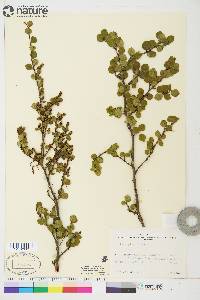 Betula glandulosa image