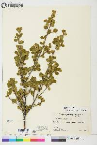 Betula glandulosa image