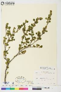 Betula glandulosa image