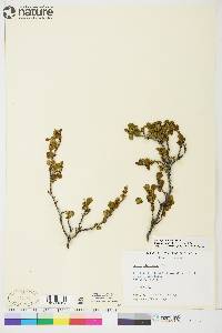 Betula glandulosa image