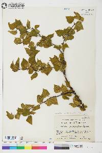 Betula papyrifera image