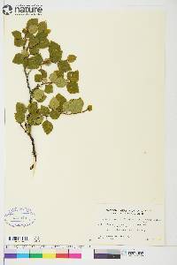 Betula papyrifera image