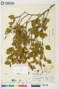 Betula papyrifera image