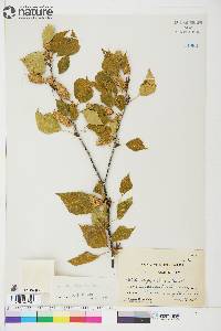 Betula papyrifera image