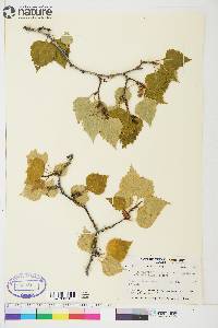 Betula papyrifera image