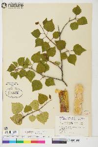 Betula resinifera image