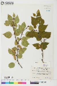 Betula resinifera image