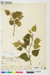 Betula neoalaskana image