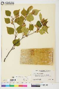 Betula resinifera image