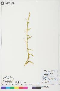 Lycopodium lagopus image