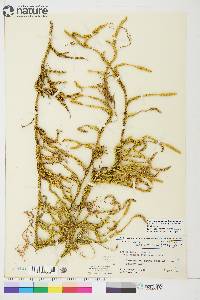 Lycopodium lagopus image