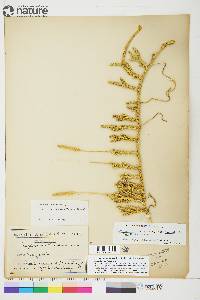 Lycopodium lagopus image