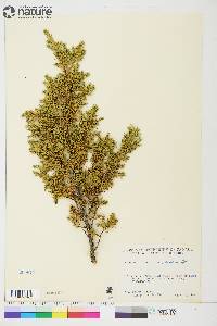 Juniperus communis var. montana image