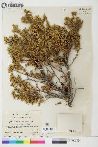 Juniperus communis var. montana image