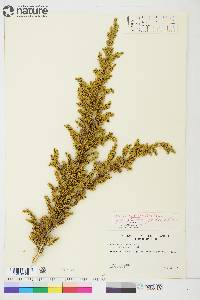 Juniperus communis var. montana image