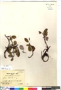 Salix reticulata image