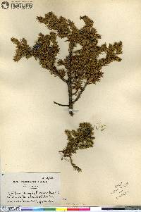 Juniperus communis var. montana image