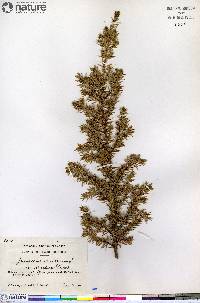 Juniperus communis var. depressa image