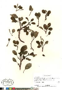 Salix reticulata image