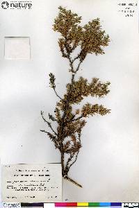 Juniperus communis var. montana image