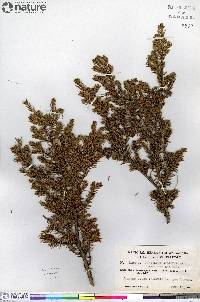 Juniperus communis var. montana image