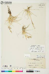 Deschampsia alpina image