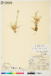 Deschampsia alpina image