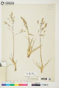 Deschampsia alpina image