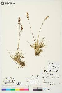 Deschampsia brevifolia image