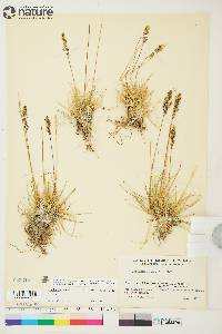 Deschampsia brevifolia image