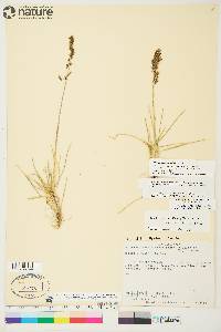 Deschampsia brevifolia image