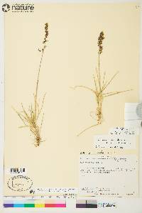 Deschampsia brevifolia image