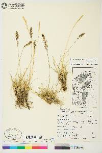 Deschampsia brevifolia image