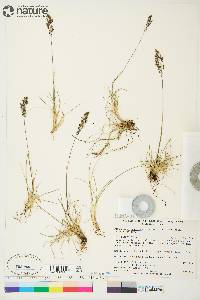 Deschampsia brevifolia image