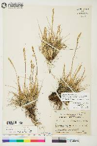 Deschampsia brevifolia image