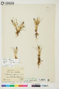 Deschampsia brevifolia image