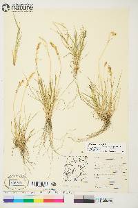 Deschampsia brevifolia image