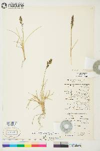 Deschampsia brevifolia image