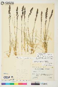 Deschampsia brevifolia image