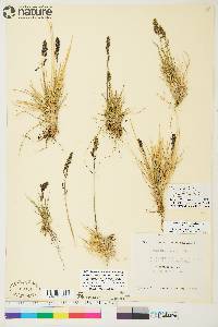 Deschampsia brevifolia image