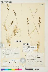 Deschampsia brevifolia image