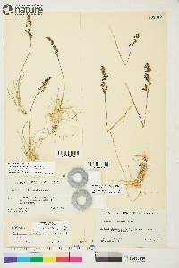 Deschampsia brevifolia image