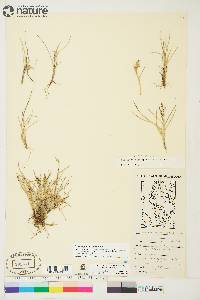 Deschampsia brevifolia image