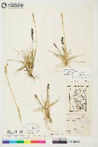 Deschampsia brevifolia image