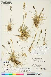 Deschampsia brevifolia image