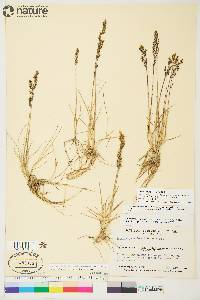 Deschampsia brevifolia image