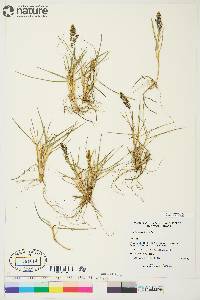 Deschampsia brevifolia image