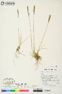 Deschampsia brevifolia image